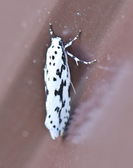 Ethmia candidella