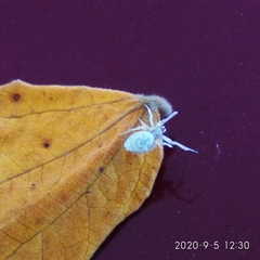 Uloboridae