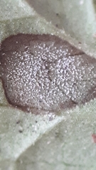 Ramularia glechomatis