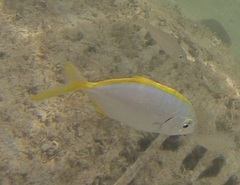 Caranx bartholomaei