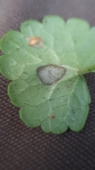 Ramularia glechomatis