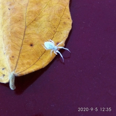Uloboridae