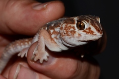 Chondrodactylus angulifer