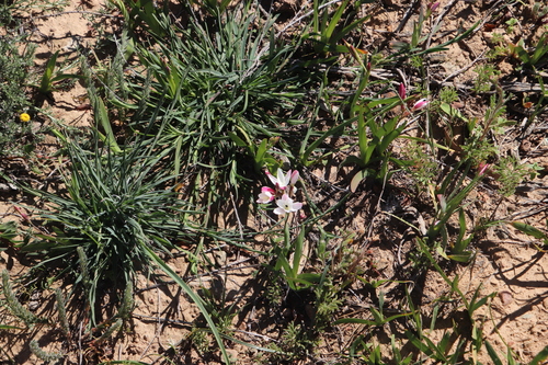Image of Hesperantha cucullata by (c) Tony Rebelo, some rights reserved (CC BY-SA)