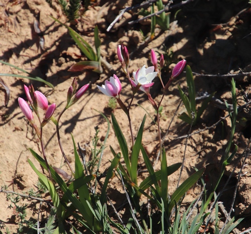 Image of Hesperantha cucullata by (c) Tony Rebelo, some rights reserved (CC BY-SA)