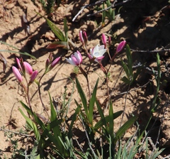 Hesperantha cucullata