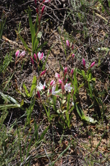 Hesperantha cucullata