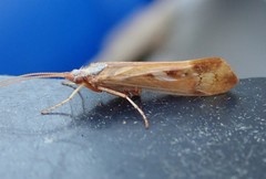 Limnephilus marmoratus