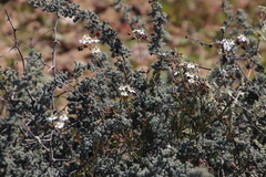 Pharnaceum aurantium