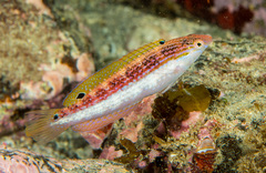 Suezichthys arquatus