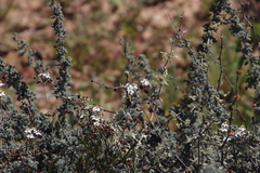 Pharnaceum aurantium