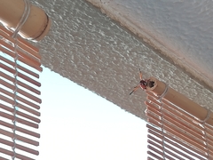 Rhynchium oculatum ibericum