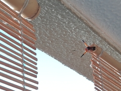 Rhynchium oculatum ibericum