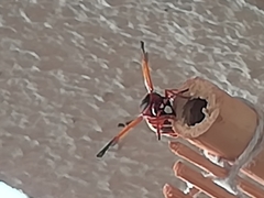 Rhynchium oculatum ibericum