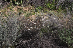 Pharnaceum aurantium
