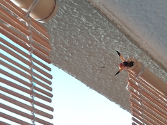 Rhynchium oculatum ibericum