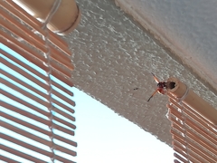 Rhynchium oculatum ibericum