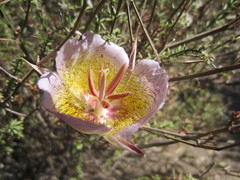 Calochortus plummerae