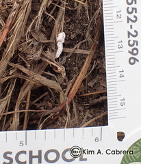 Zonotrichia leucophrys