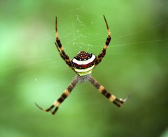 Argiope versicolor