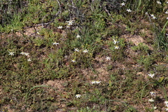 Pauridia serrata albiflora