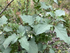 Solanum nigrum