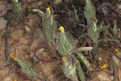 Podotheca angustifolia