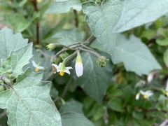Solanum nigrum