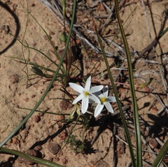 Pauridia serrata albiflora