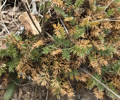 Acaena pinnatifida californica