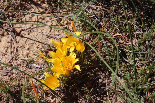 Image of Romulea tortuosa by (c) Tony Rebelo, some rights reserved (CC BY-SA)