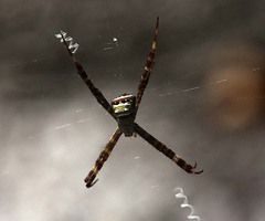 Argiope versicolor