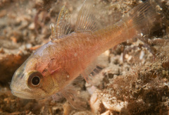 Vincentia novaehollandiae