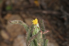 Podotheca angustifolia