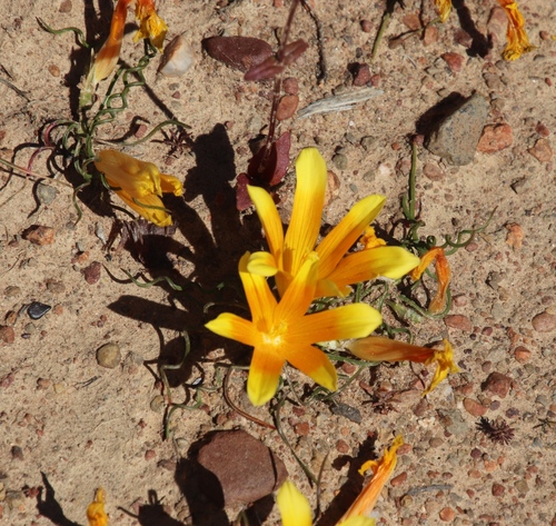Image of Romulea tortuosa by (c) Tony Rebelo, some rights reserved (CC BY-SA)