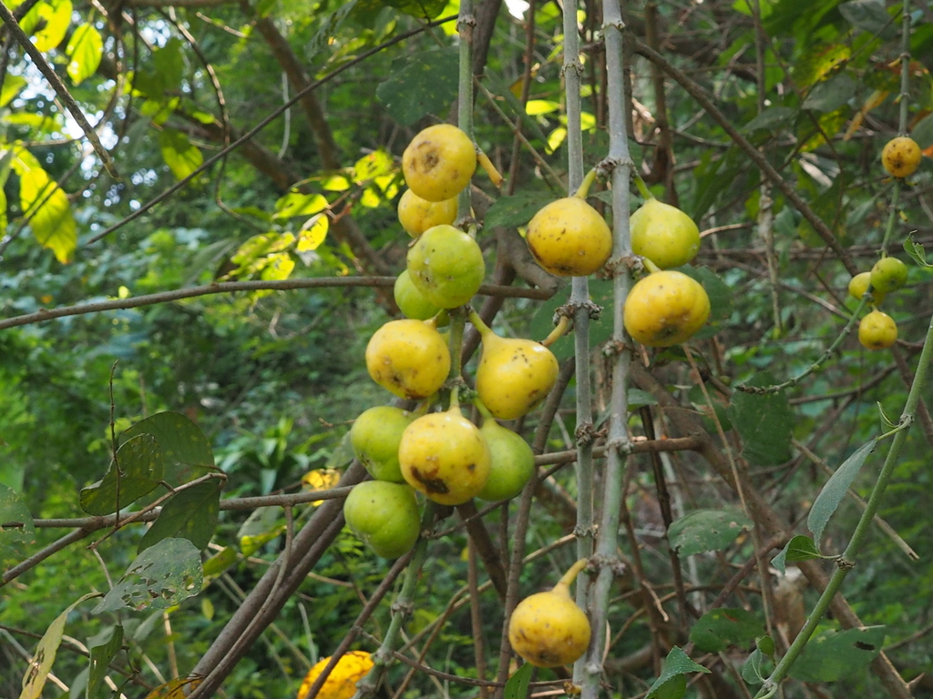 Opposite Leaf Fig