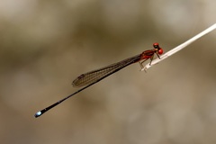 Nesobasis erythrops