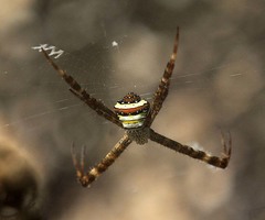 Argiope versicolor