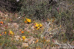 Romulea tortuosa aurea