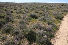 Hesperantha cucullata