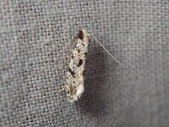 Nemapogon nevadella