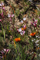 Hesperantha cucullata