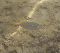 Caranx bartholomaei