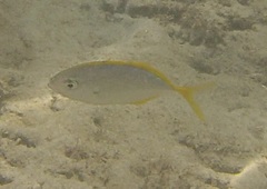 Caranx bartholomaei