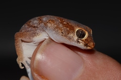 Pachydactylus latirostris