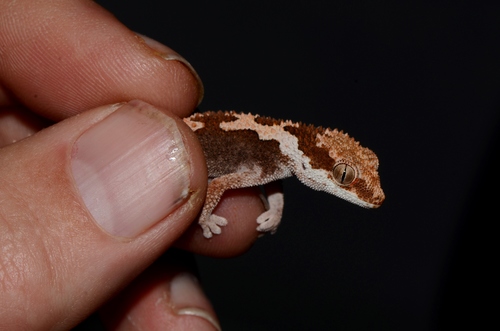 Common Rough Gecko, Pachydactylus rugosus