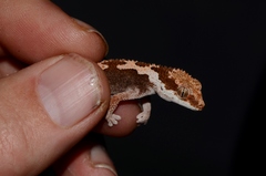 Pachydactylus rugosus