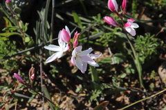 Hesperantha cucullata