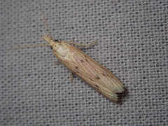 Ematheudes punctella