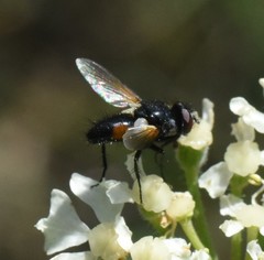 Clairvillia biguttata